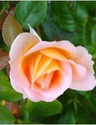 Irene M. Hnatyszak Obituary