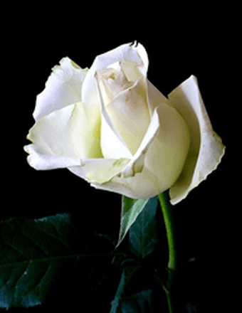 Jacquelyn Louise Marshall Obituary